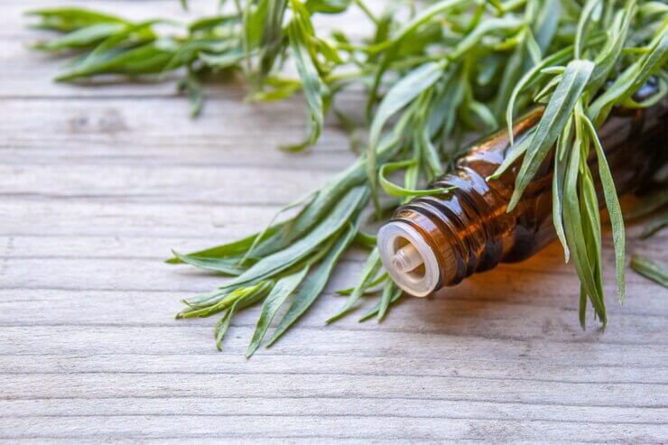 rosemary oil for hair